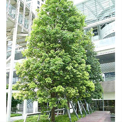 白樫巨木❗️珍しい大きさ‼️ 楽天市場】シラカシ（白樫） 単木 樹高1.8m前後 露地苗 シンボルツリー